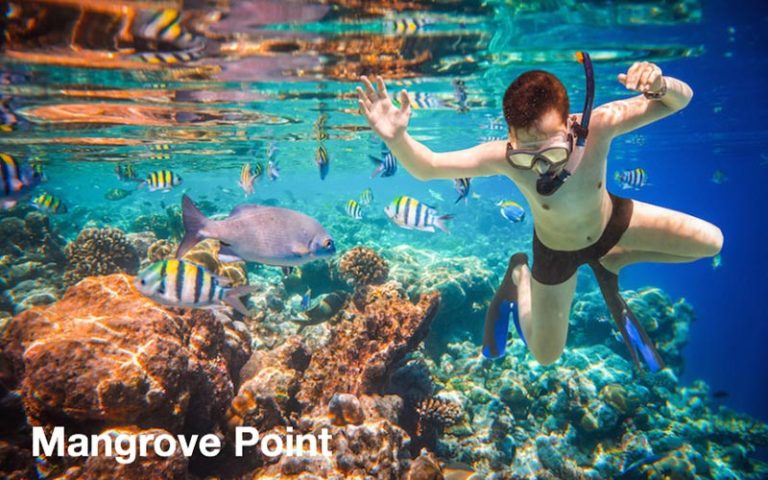 mangrove-point